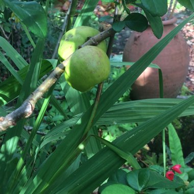 Chaenomeles japonica