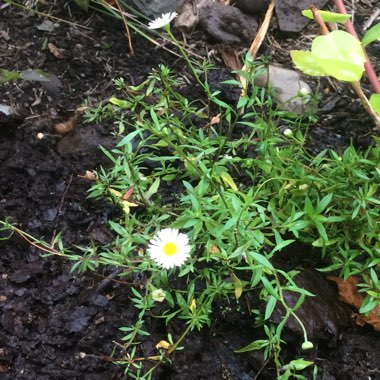 Erigeron karvinskianus