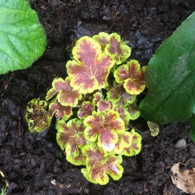 x Heucherella 'Solar Eclipse'