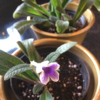 Streptocarpus