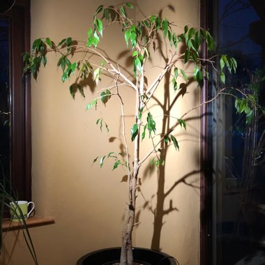 Ficus benjamina