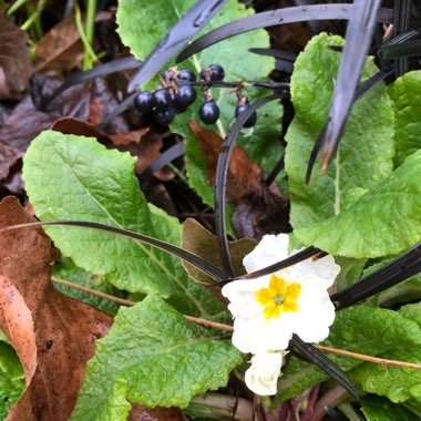 Primula acaulis