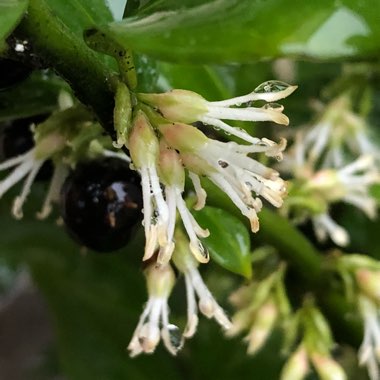 Sarcococca confusa