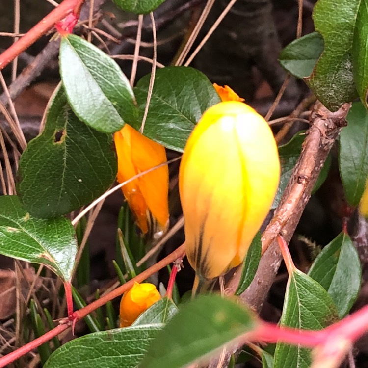 Plant image Crocus flavus subsp. flavus