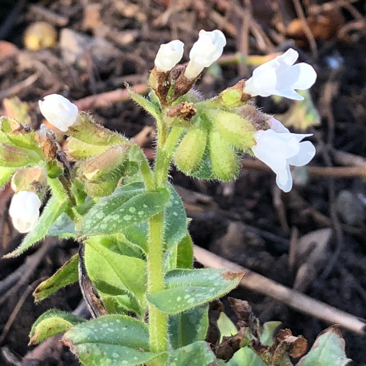 Plant image Pulmonaria officinalis 'Sissinghurst White'