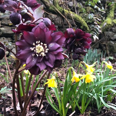 Helleborus x hybridus 'Harvington Double Chocolate'