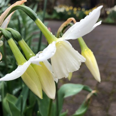 Narcissus 'Thalia' syn. Narcissus triandrus 'Thalia'