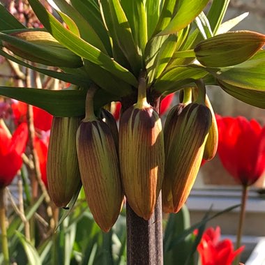 Fritillaria imperialis 'Aurora'