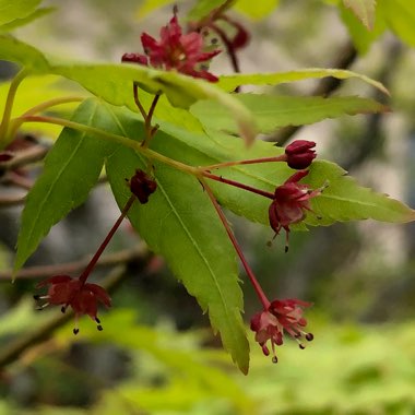 Acer palmatum