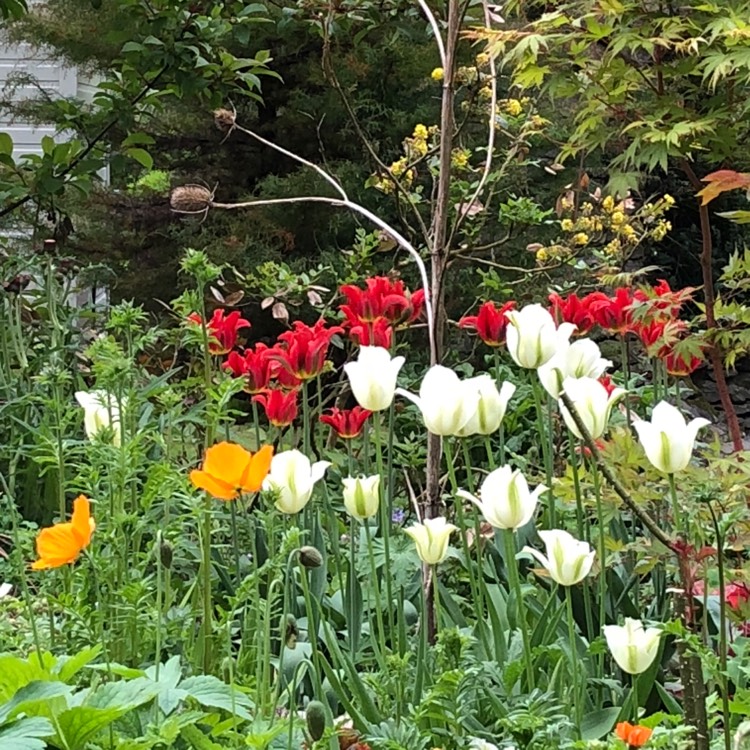 Plant image Tulipa 'Spring Green'