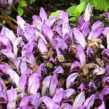 Lathraea Clandestina