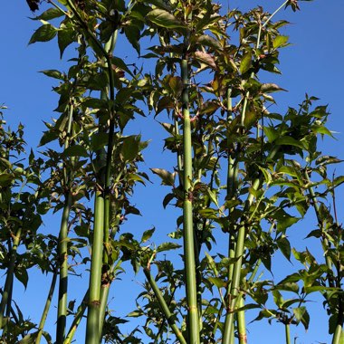 Leycesteria formosa