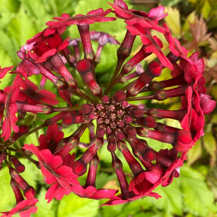 Plant image Primula japonica 'Miller's Crimson'