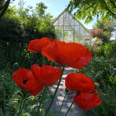 Papaver orientale 'Allegro'