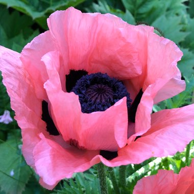 Papaver orientale