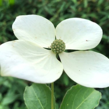 Cornus 'Norman Hadden'