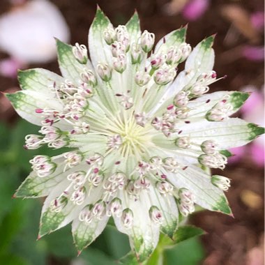 Astrantia major subsp. involucrata 'Shaggy'