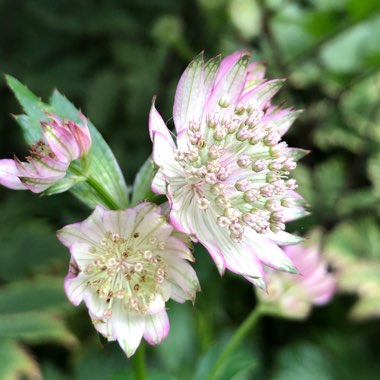 Astrantia