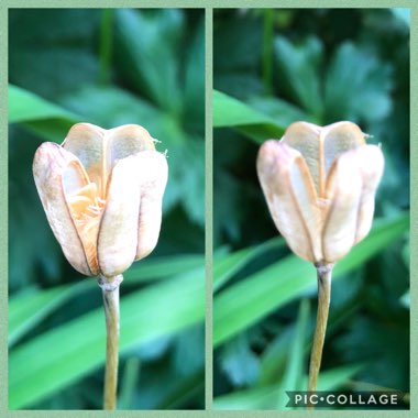 Fritillaria meleagris