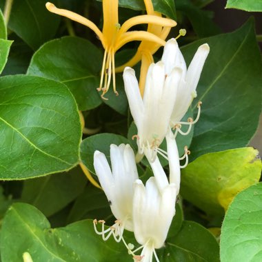 Lonicera japonica 'Hall's Prolific'