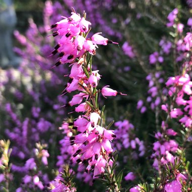 Erica x darleyensis 'Kramer's Rote' syn. Erica x darleyensis 'Kramer's Red'