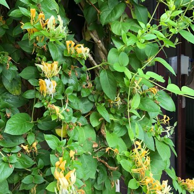 Lonicera japonica 'Hall's Prolific'