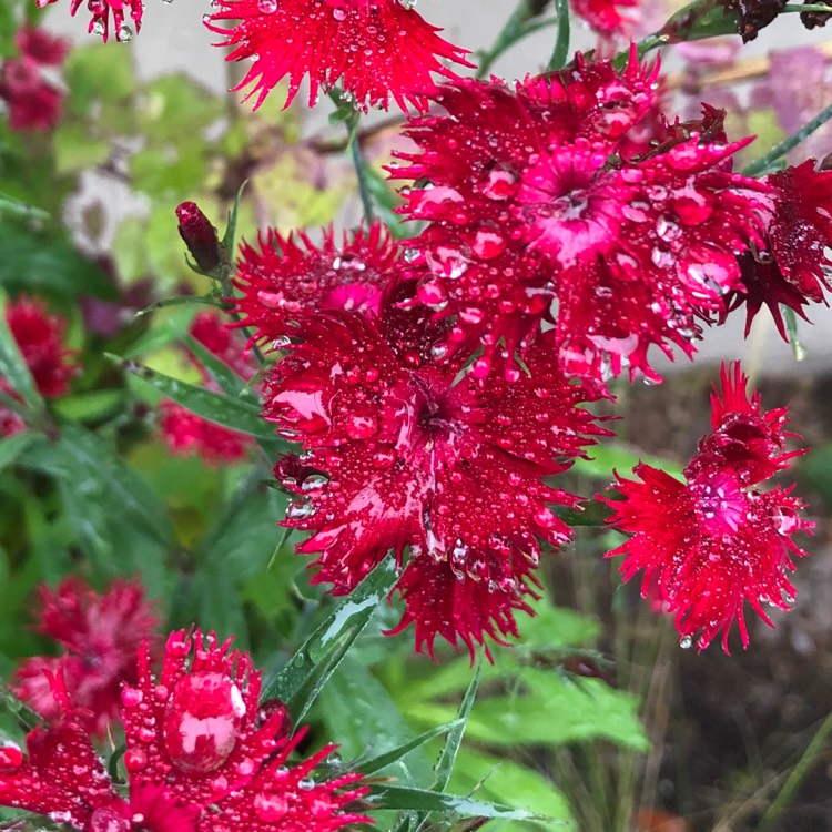 Plant image Dianthus barbatus 'Rocking Red'