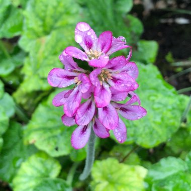 Francoa sonchifolia