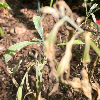 Erysimum 'Red Jep'