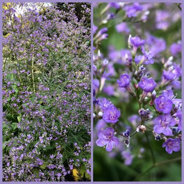 Limonium platyphyllum syn Limonium Latifolium