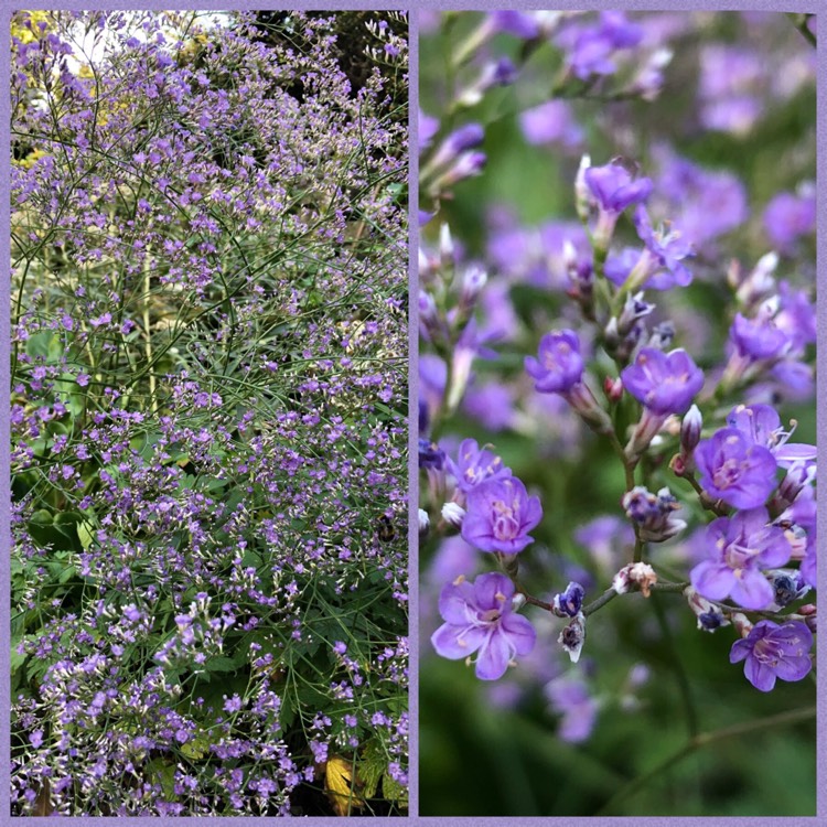 Plant image Limonium platyphyllum syn Limonium Latifolium