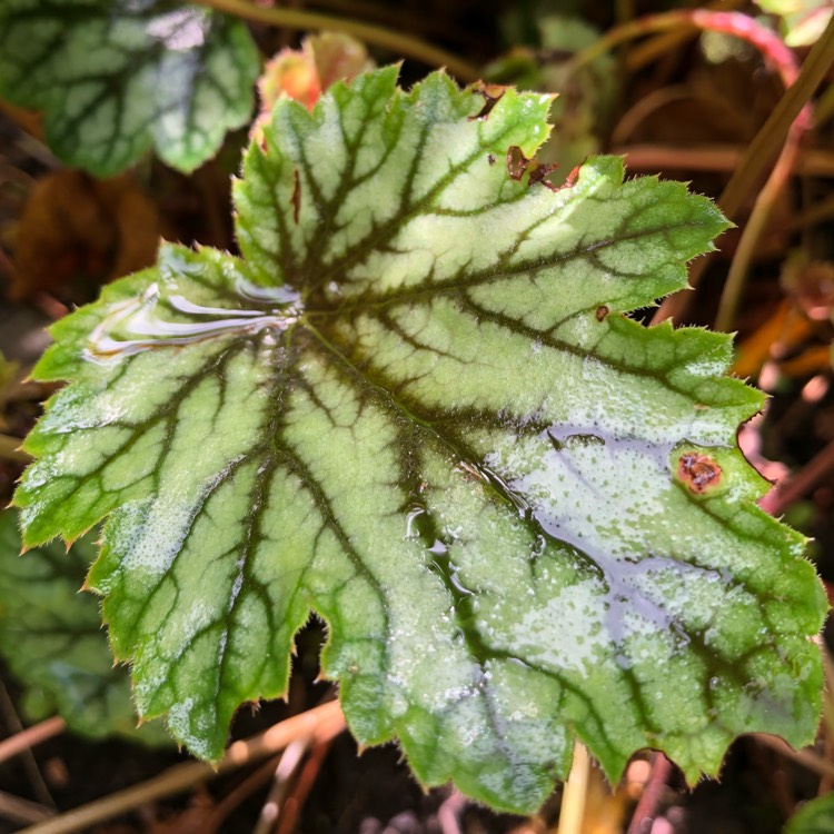 Plant image Heuchera 'Venus'