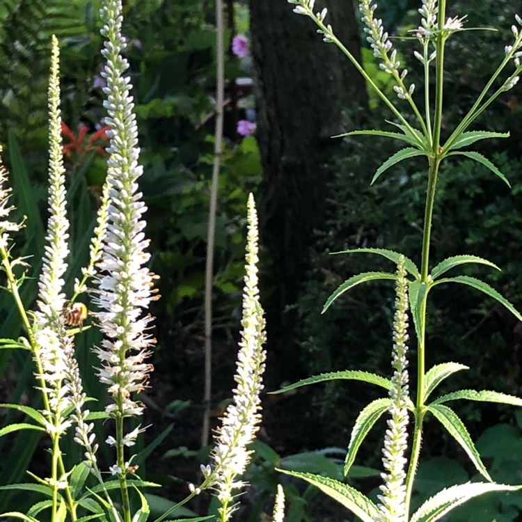 Plant image Veronicastrum virginicum 'Album'