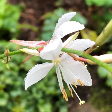 Oenothera lindheimeri  syn. Gaura lindheimeri