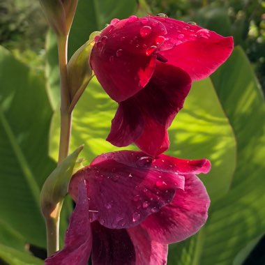 Gladiolus 'Ruby' syn. Gladiolus papilio 'Ruby'