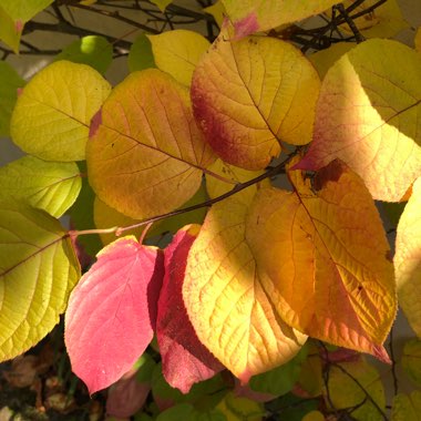 Actinidia kolomikta syn. Actinidia maloides