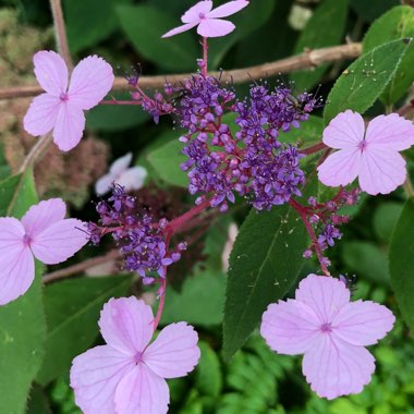 Hydrangea aspera 'Villosa'