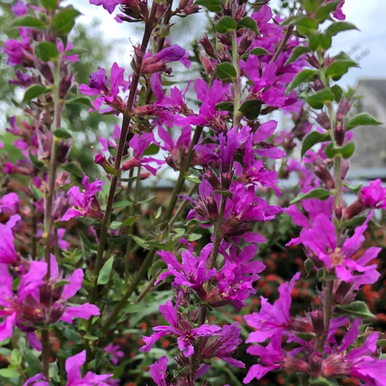 Plant image Lysimachia salicaria syn. Lythrum salicaria