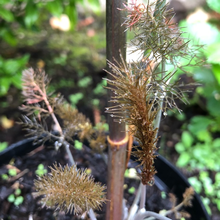 Plant image Foeniculum vulgare 'Giant Bronze' syn. Ferula 'Giant Bronze', Ferula communis 'Giant Bronze'