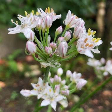 Allium tuberosum