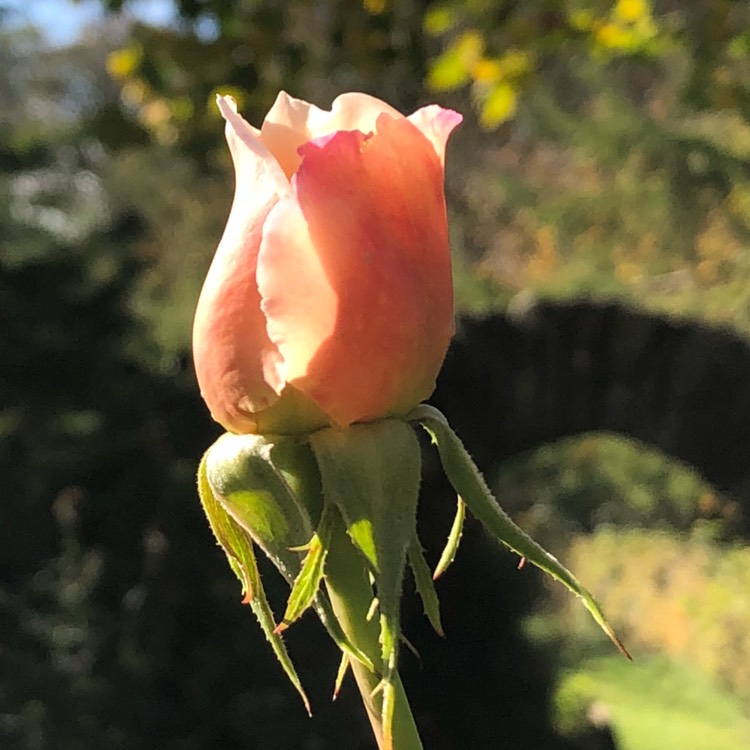 Plant image Rosa 'Ausmit' syn. Rosa 'Saint Cecilia'