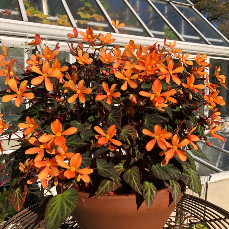 Plant image Begonia 'Glowing Embers'