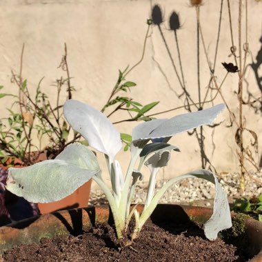 Senecio candicans 'Angel Wings'