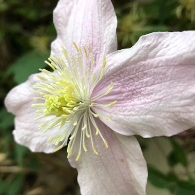 Clematis Montana 'Elizabeth'