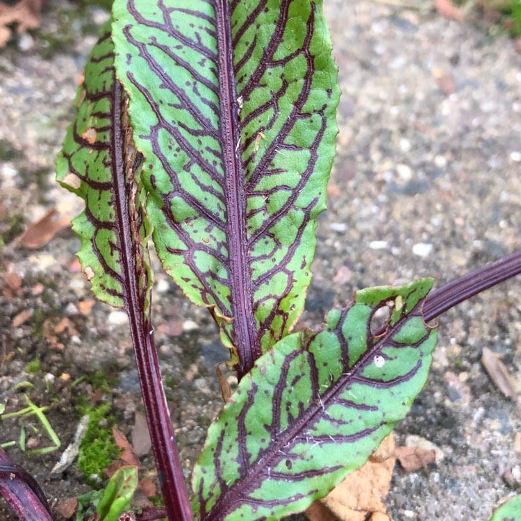 Plant image Rumex acetosa 'Red Veined'