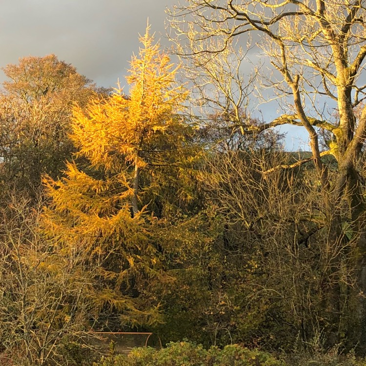 Plant image Larix