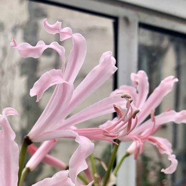 Nerine bowdenii