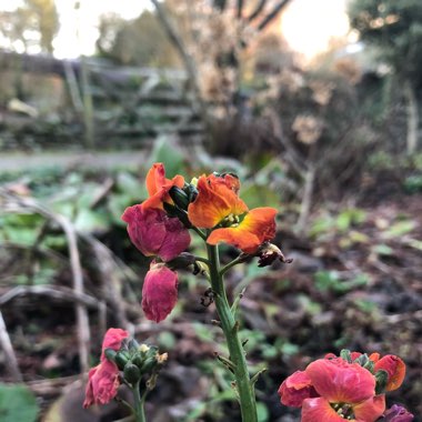 Erysimum 'Innerywinorch' syn. Erysimum 'Winter Orchid'