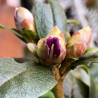 Rhododendron 'Praecox' syn. R. x praecox