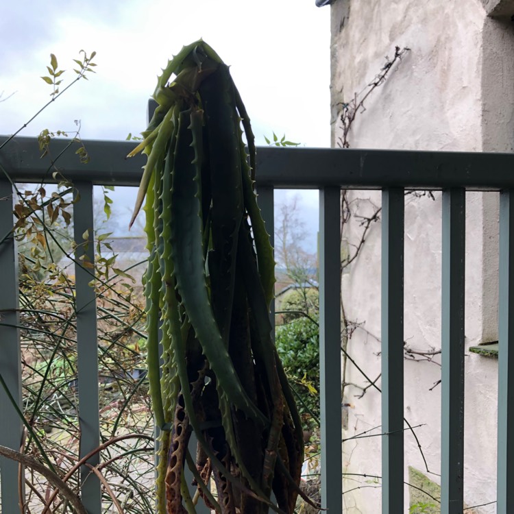 Plant image Aloe Striatula